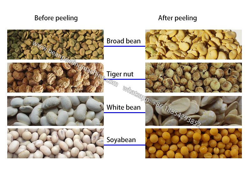 6FT-B7 Broad /faba bean tiger nut peeling machine in Nigeria